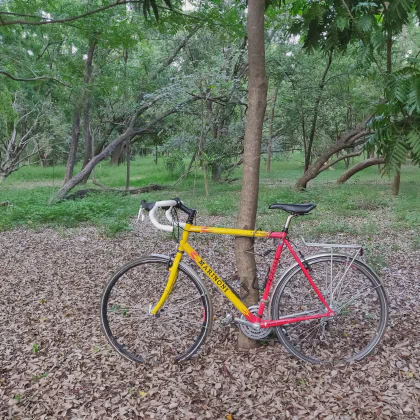 A red and yellow Marinoni bike parked in a forest