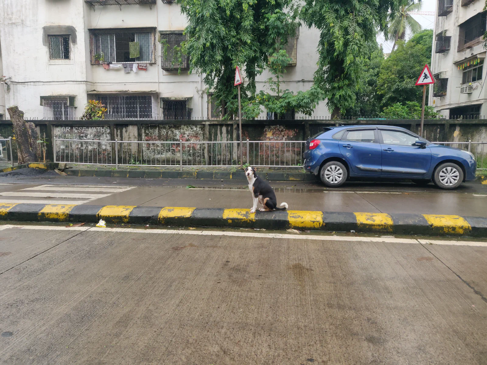 A black and white and brown dog sits on the divider in the middle of the street.