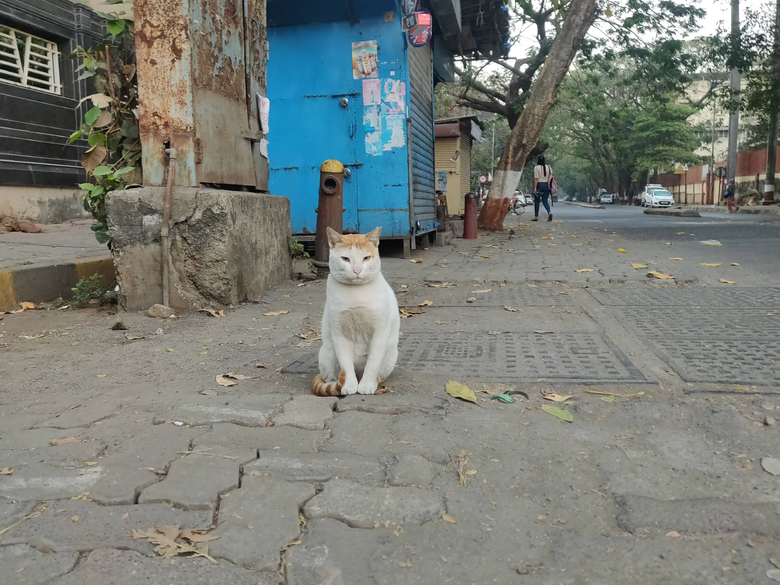 Cat looking at camera
