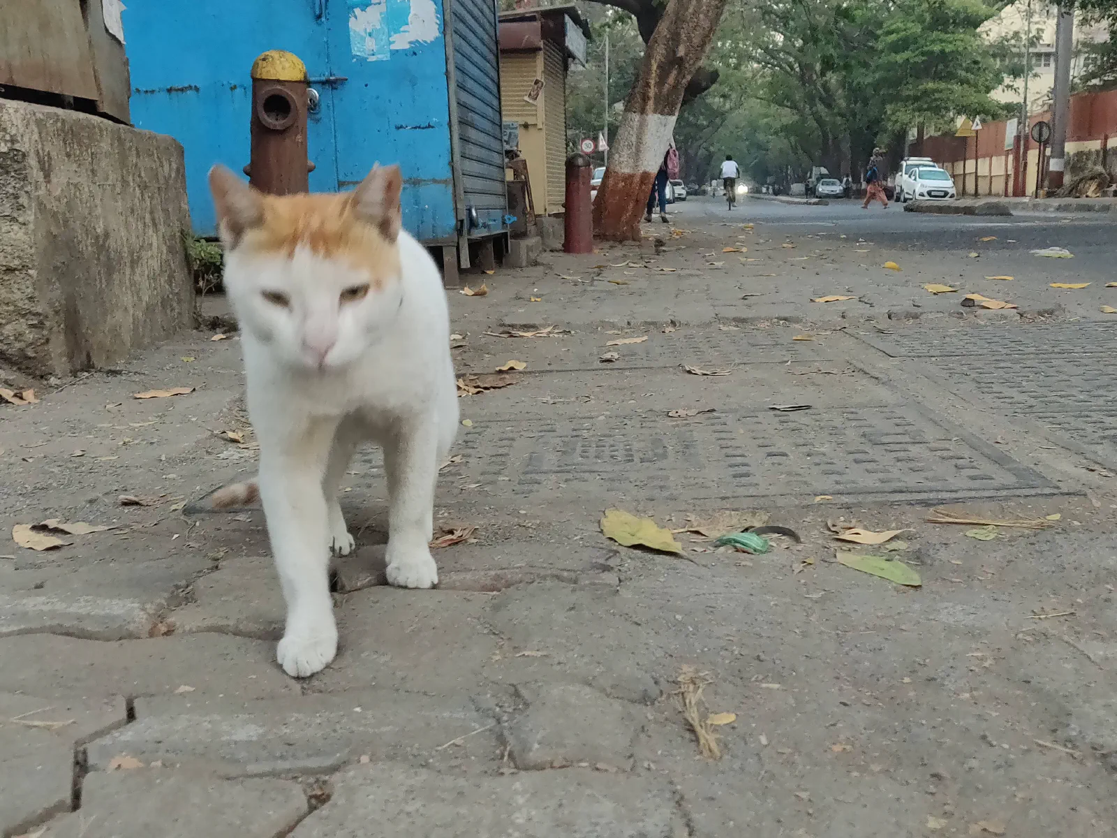 Cat begins to approach the camera
