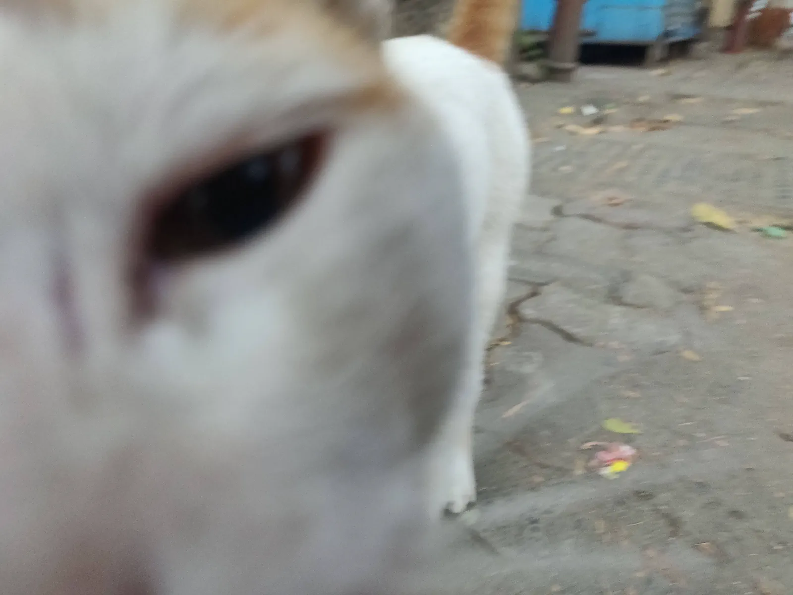 Cat licking the camera
