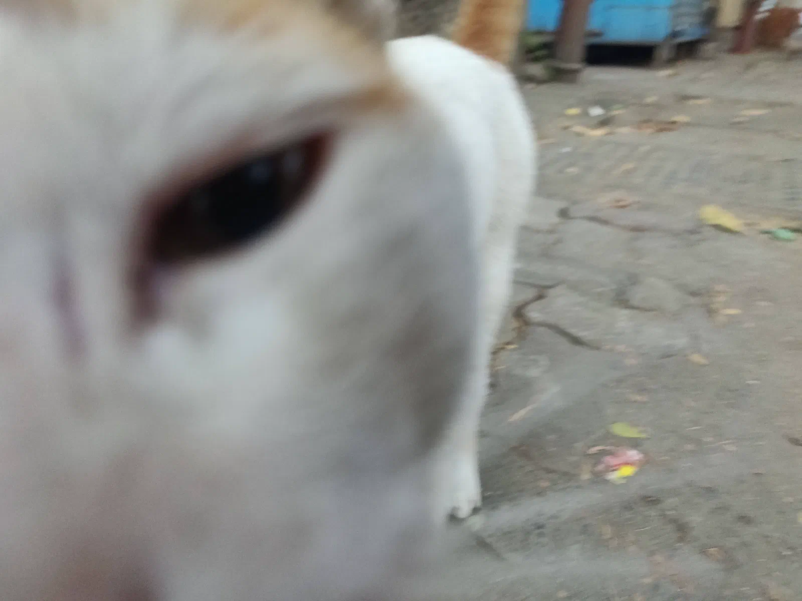 Cat licking the camera