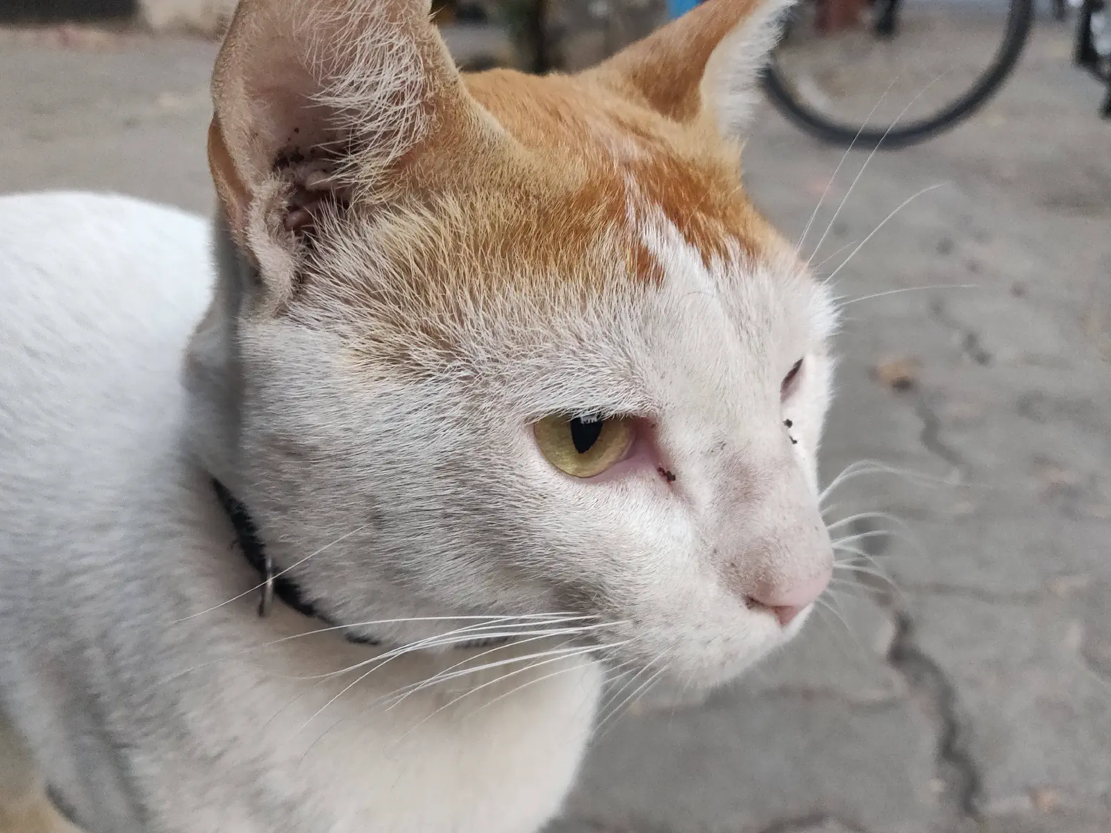 The cat looks in the distance