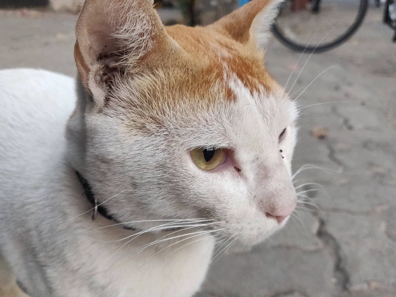 The cat looks in the distance