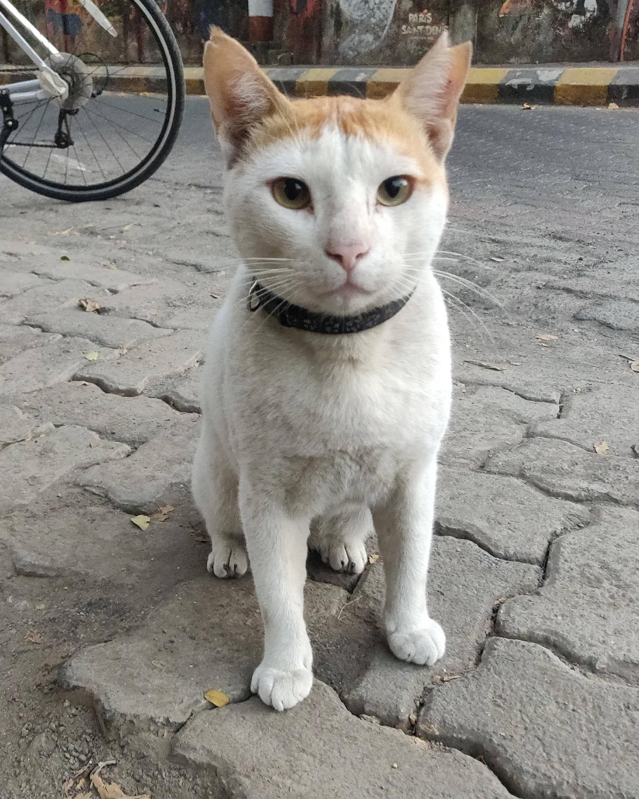 Cat looks at the camera
