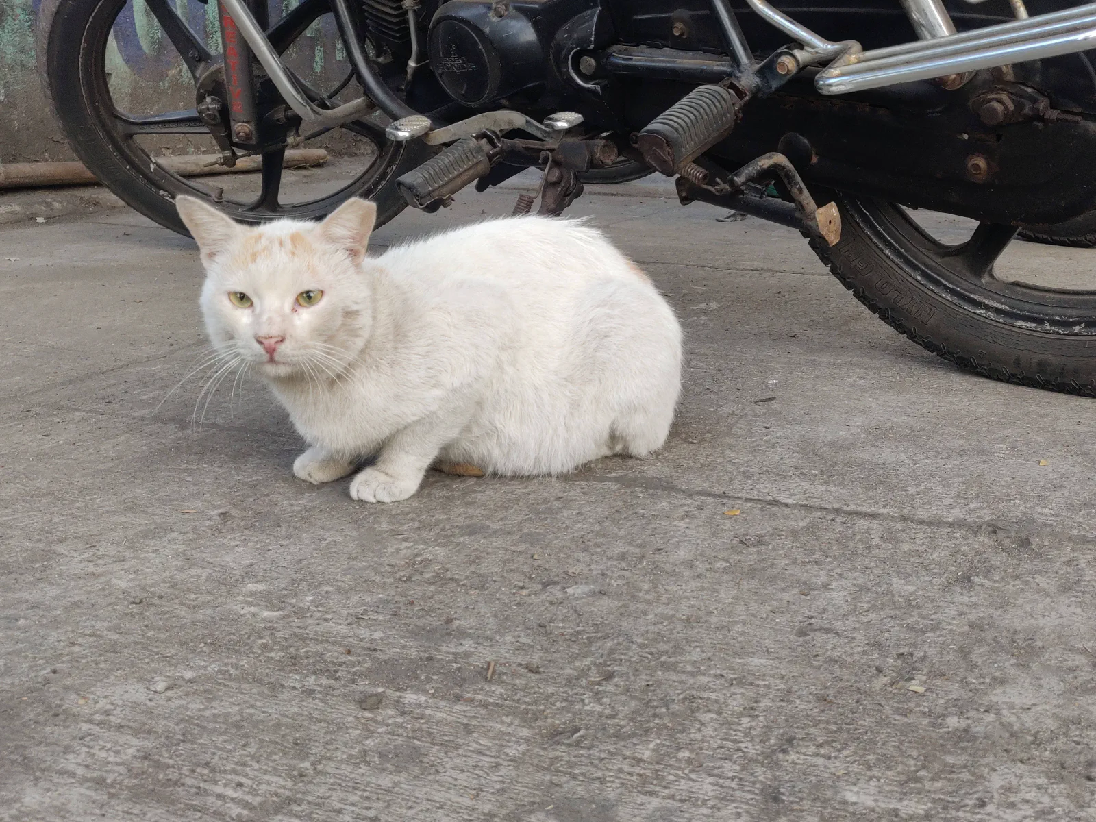 Fluffy white cat
