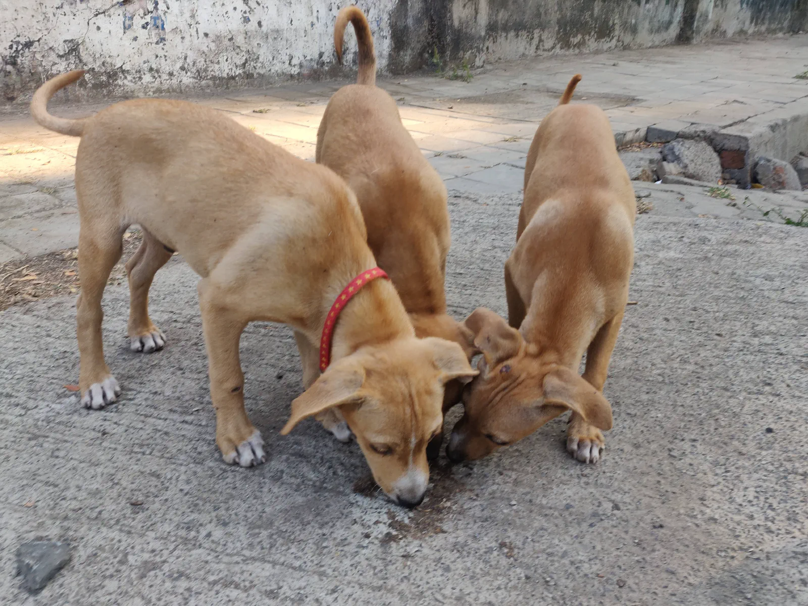 Brown puppies licking something off the ground

