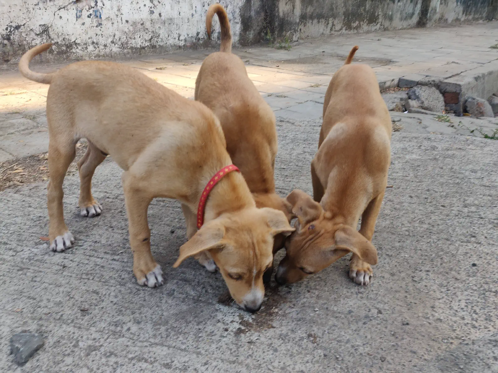 Brown puppies licking something off the ground
