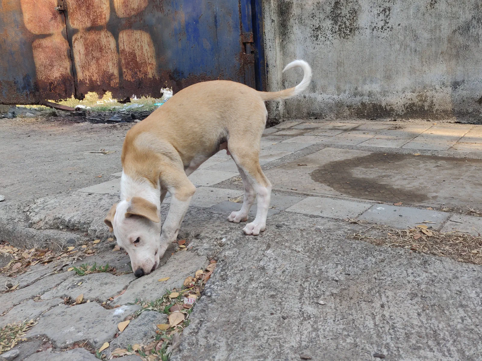 White and cream puppy sniffing the ground
