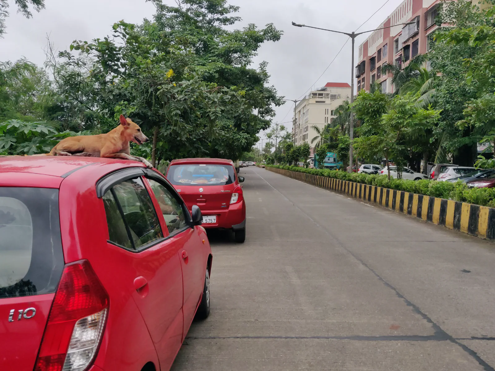 A dog sits on a parked car.
