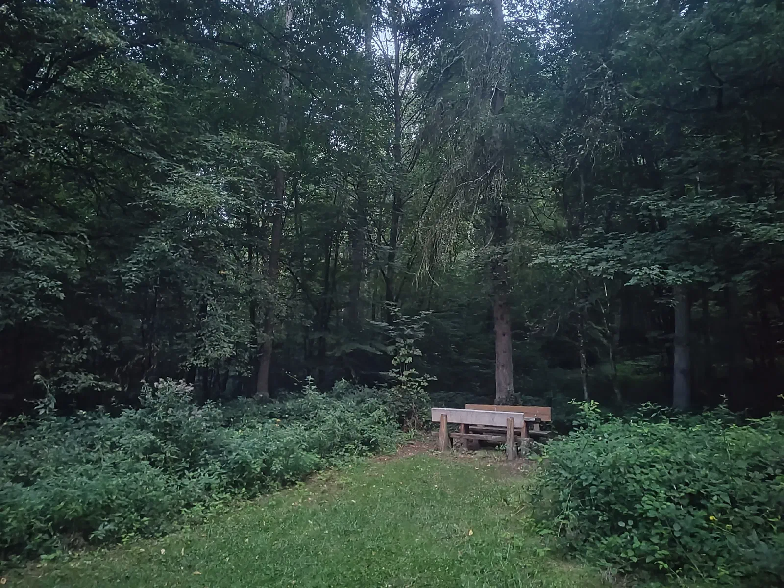 Two benches in a forest.