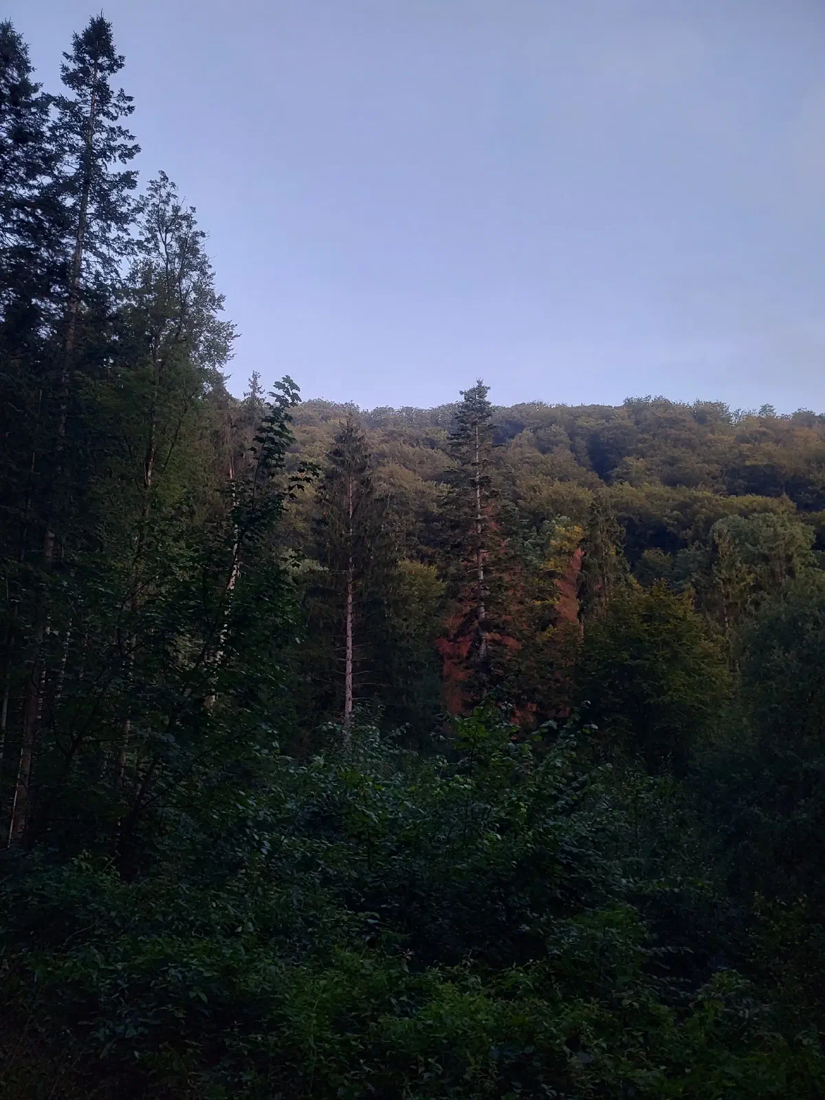 A mountain covered in trees.