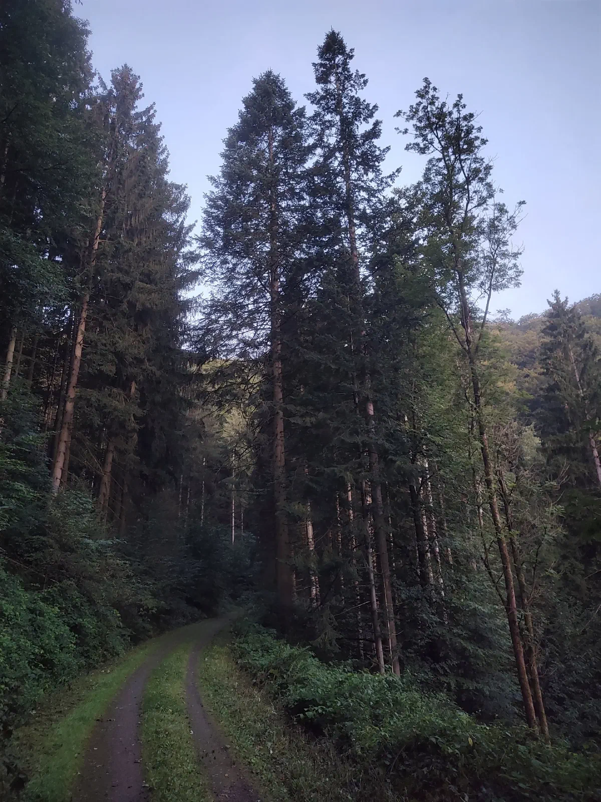 A trail towered over by trees on both sides.