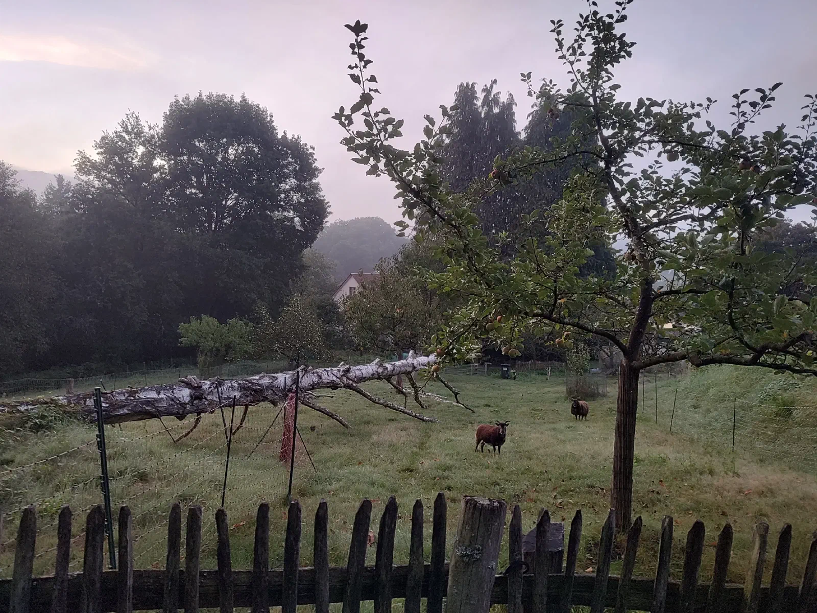 Brown sheep grazing in a fenced pasture.