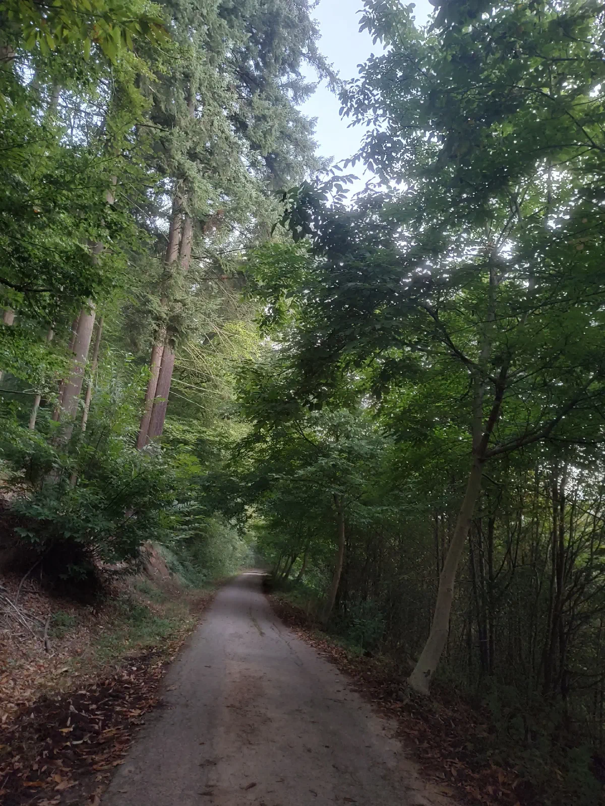 A trail cutting through the trees.