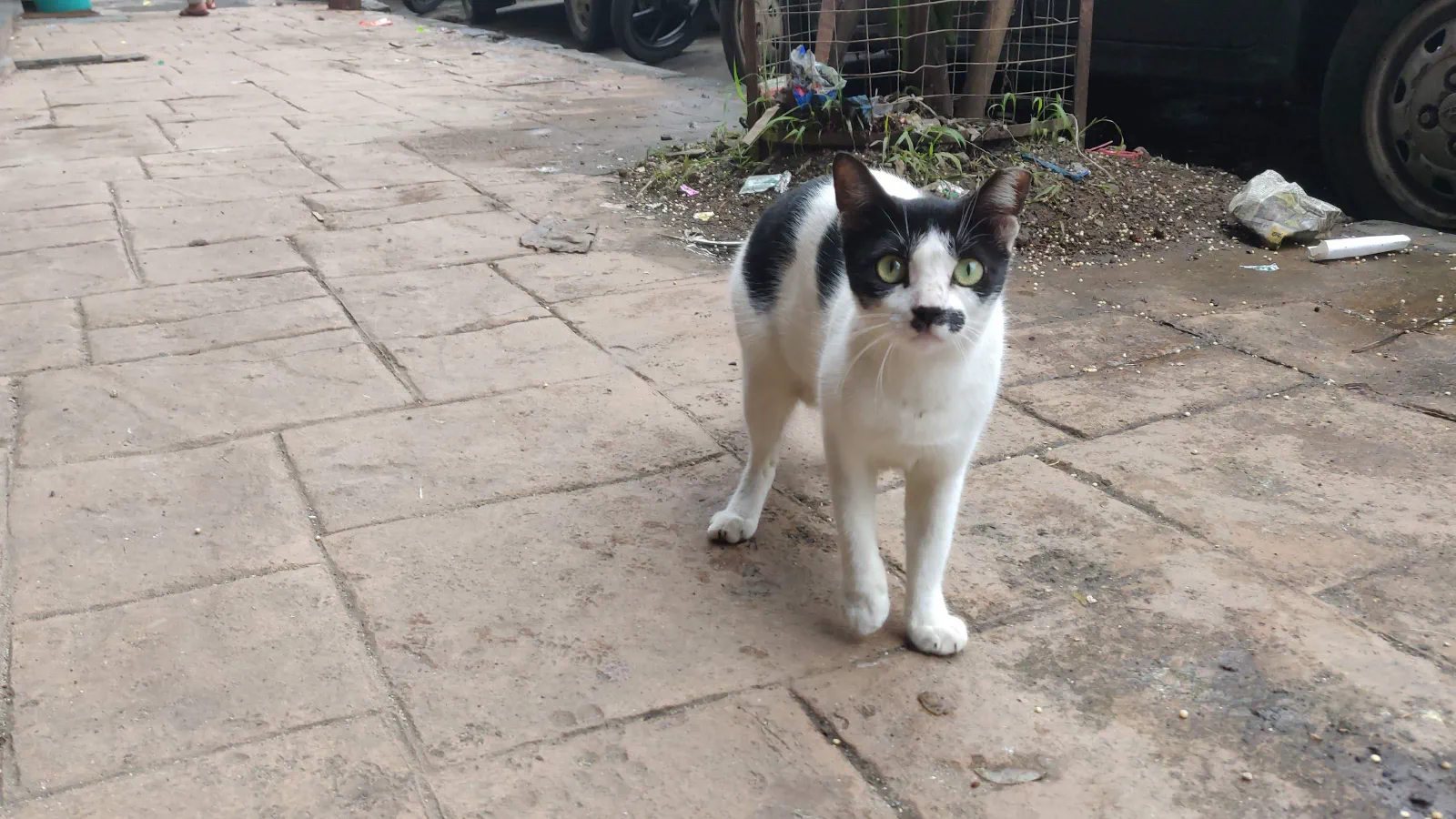 A black and white cat with markings that look like a mustache.